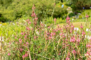 Saint Gallen, İsviçre, 7 Haziran 2024 Onobrychis Viciifolia ya da botanik bahçesindeki sainfoin bitkisi