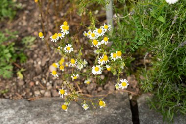 Saint Gallen, İsviçre, 7 Haziran 2024 Matricaria Recutita veya botanik bahçesindeki papatya bitkisi