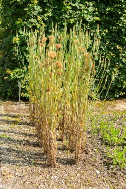 Saint Gallen, Switzerland, June 7, 2024 Tragopogon Porrifolius or common salsify plant at the botanical garden clipart