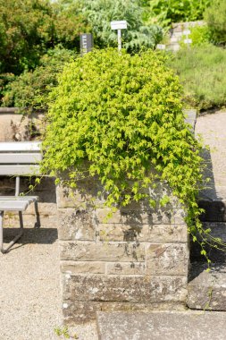 Saint Gallen, İsviçre, 7 Haziran 2024 Botanik Bahçesindeki Gynostemma Pentaphyllum fabrikası