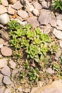 Saint Gallen, Switzerland, June 7, 2024 Haworthia Cymbiformis plant at the botanical garden clipart