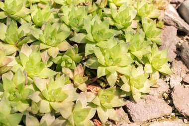 Saint Gallen, Switzerland, June 7, 2024 Haworthia Cymbiformis plant at the botanical garden clipart