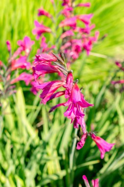 Saint Gallen, İsviçre, 7 Haziran 2024 Gladiolus Communis veya botanik bahçesindeki sıradan mısır bayrağı