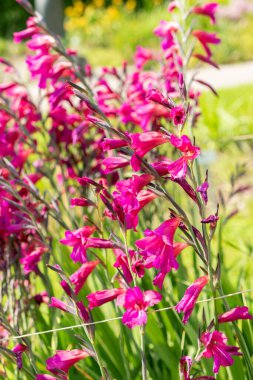 Saint Gallen, İsviçre, 7 Haziran 2024 Gladiolus Communis veya botanik bahçesindeki sıradan mısır bayrağı