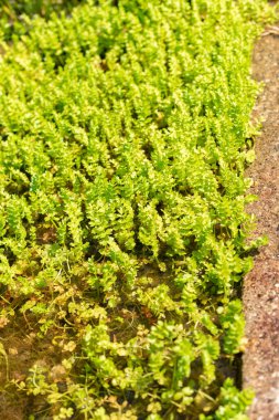 Saint Gallen, İsviçre, 7 Haziran 2024 Apium Botanik Bahçesindeki sürünen bataklık otunu yeniliyor veya yeniliyor