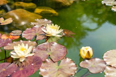Saint Gallen, İsviçre, 7 Haziran 2024 Nymphaea Marliacea Kromatella Nilüfer çiçeği botanik bahçesinde