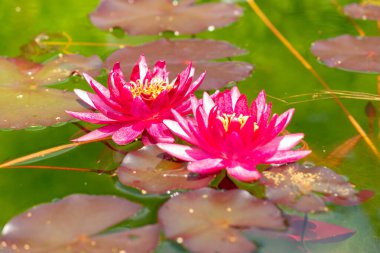 Saint Gallen, İsviçre, 7 Haziran 2024 Atropurpurea nymphaea nilüferleri botanik bahçesinde