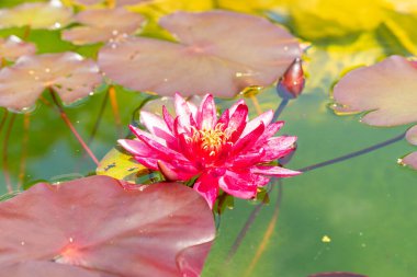 Saint Gallen, İsviçre, 7 Haziran 2024 Atropurpurea nymphaea nilüferleri botanik bahçesinde