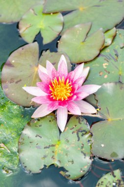 Saint Gallen, İsviçre, 7 Haziran 2024 Laydekeri Purpurata nemfomanlık suyu botanik bahçesinden yükseldi.