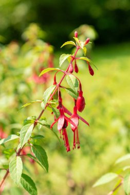 Saint Gallen, Switzerland, June 7, 2024 Fuchsia Magellanica Myrtifolia plant at the botanical garden clipart