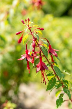 Saint Gallen, Switzerland, June 7, 2024 Fuchsia Magellanica Myrtifolia plant at the botanical garden clipart