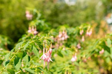 Saint Gallen, Switzerland, June 7, 2024 Fuchsia Magellanica or hummingbird fuchsia whiteknights pearl at the botanical garden clipart