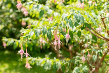 Saint Gallen, Switzerland, June 7, 2024 Fuchsia Magellanica or hummingbird fuchsia whiteknights pearl at the botanical garden clipart