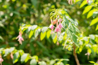 Saint Gallen, Switzerland, June 7, 2024 Fuchsia Magellanica or hummingbird fuchsia whiteknights pearl at the botanical garden clipart