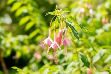 Saint Gallen, Switzerland, June 7, 2024 Fuchsia Magellanica or hummingbird fuchsia whiteknights pearl at the botanical garden clipart