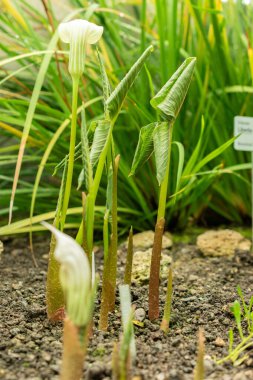 Saint Gallen, İsviçre, 7 Haziran 2024 Arisaema Candidissimum veya botanik bahçesindeki Çin zambağı bitkisi