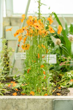 Saint Gallen, İsviçre, 7 Haziran 2024 Stylomecon Heterophylla bitkisi botanik bahçesinde