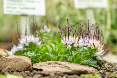 Saint Gallen, İsviçre, 7 Haziran 2024 Physoplexis Comosa veya botanik bahçesindeki boynuzlu rampion bitkisi