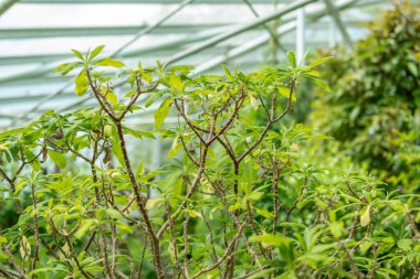 Saint Gallen, İsviçre, 7 Haziran 2024 Edgeworthia Chrysantha veya botanik bahçesindeki doğulu kağıt fabrikası