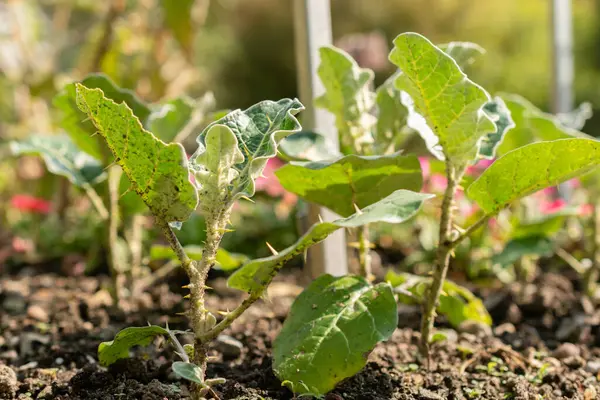 stock image Saint Gallen, Switzerland, June 7, 2024 Solanum Marginatum or purple african nightshade plant at the botanical garden