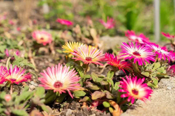 stock image Saint Gallen, Switzerland, June 7, 2024 Dorotheanthus Bellidiformis or livingstone daisy plant at the botanical garden