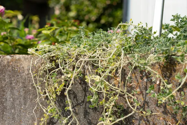 stock image Saint Gallen, Switzerland, June 7, 2024 Medicago Marina or coastal medick plant at the botanical garden