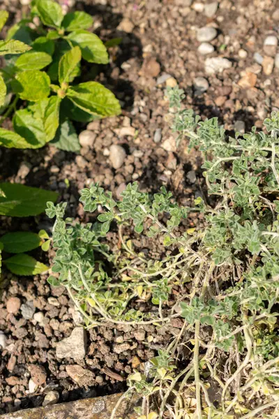 stock image Saint Gallen, Switzerland, June 7, 2024 Medicago Marina or coastal medick plant at the botanical garden