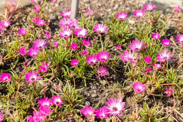 stock image Saint Gallen, Switzerland, June 7, 2024 Dorotheanthus Apetalus plant at the botanical garden