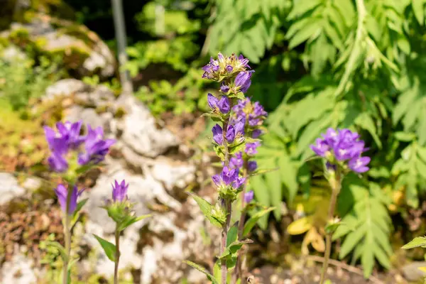 Saint Gallen, İsviçre, 7 Haziran 2024 Campanula Glomerata veya botanik bahçesinde toplanmış çan çiçeği bitkisi