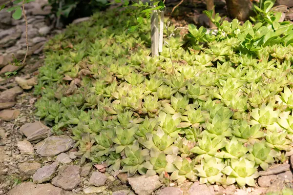 stock image Saint Gallen, Switzerland, June 7, 2024 Haworthia Cymbiformis plant at the botanical garden