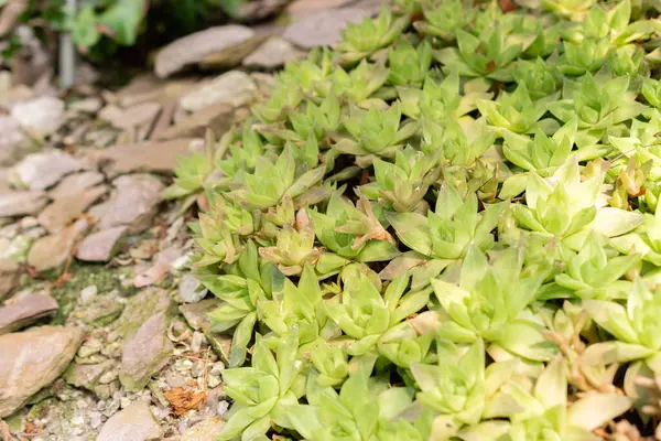 stock image Saint Gallen, Switzerland, June 7, 2024 Haworthia Cymbiformis plant at the botanical garden