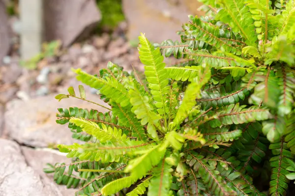 stock image Saint Gallen, Switzerland, June 7, 2024 Biophytum Sensitivum or little tree plant at the botanical garden