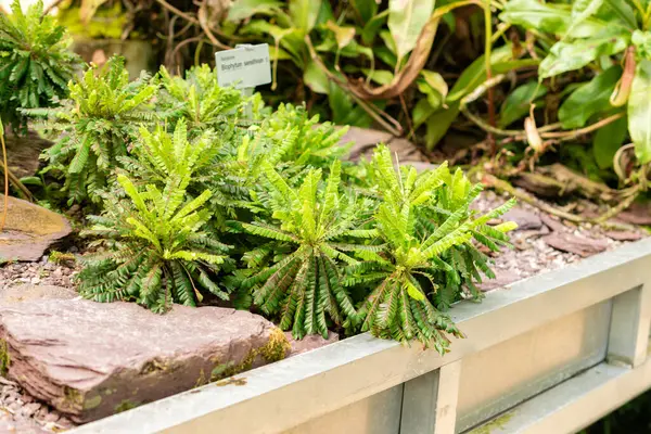 stock image Saint Gallen, Switzerland, June 7, 2024 Biophytum Sensitivum or little tree plant at the botanical garden