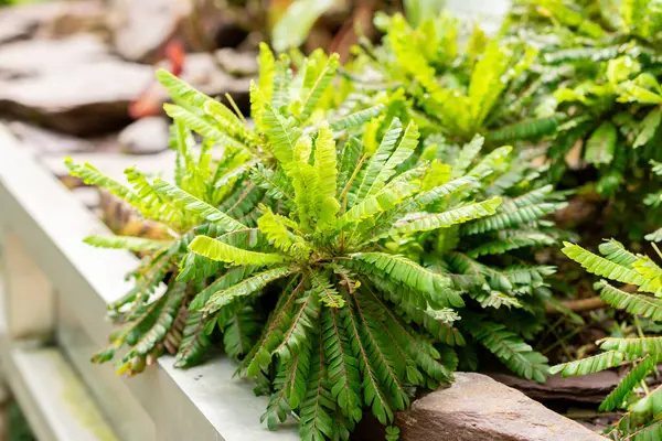 stock image Saint Gallen, Switzerland, June 7, 2024 Biophytum Sensitivum or little tree plant at the botanical garden