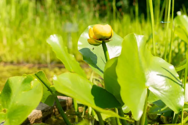 stock image Saint Gallen, Switzerland, June 7, 2024 Nuphar Advena or yellow pond lily plant at the botanical garden