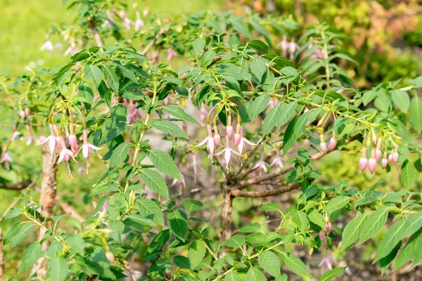 stock image Saint Gallen, Switzerland, June 7, 2024 Fuchsia Magellanica or hummingbird fuchsia whiteknights pearl at the botanical garden