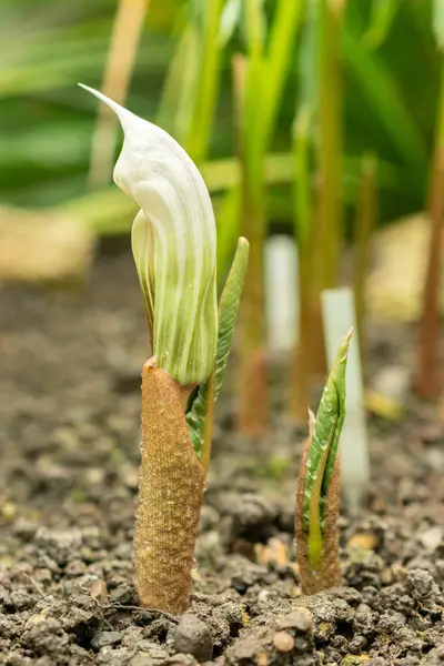 stock image Saint Gallen, Switzerland, June 7, 2024 Arisaema Candidissimum or chinese cobra lily plant at the botanical garden