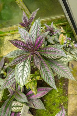 Saint Gallen, İsviçre, 23 Haziran 2024 Perilepta Dyeriana bitkisi botanik bahçesinde