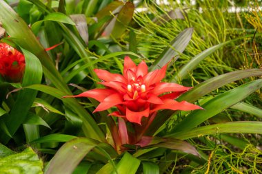 Saint Gallen, İsviçre, 23 Haziran 2024 Guzman Lingulata veya botanik bahçesindeki kızıl yıldız bitkisi