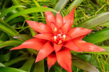 Saint Gallen, İsviçre, 23 Haziran 2024 Guzman Lingulata veya botanik bahçesindeki kızıl yıldız bitkisi