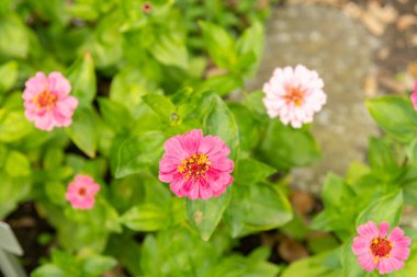 Saint Gallen, İsviçre, 23 Haziran 2024 Zinnia Elegalılar botanik bahçesine bitki diktiler.