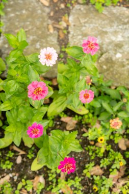 Saint Gallen, İsviçre, 23 Haziran 2024 Zinnia Elegalılar botanik bahçesine bitki diktiler.