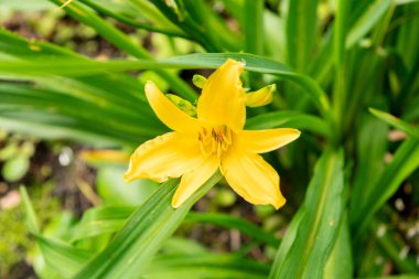 Saint Gallen, Switzerland, June 23, 2024 Hemerocallis Dumortieri plant at the botanical garden clipart