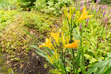 Saint Gallen, İsviçre, 23 Haziran 2024 Hemerocallis Dumortieri Bitkisi Botanik Bahçesi