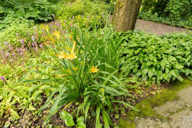 Saint Gallen, İsviçre, 23 Haziran 2024 Hemerocallis Dumortieri Bitkisi Botanik Bahçesi