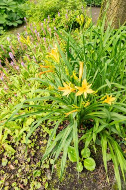 Saint Gallen, Switzerland, June 23, 2024 Hemerocallis Dumortieri plant at the botanical garden clipart