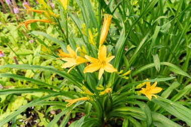 Saint Gallen, Switzerland, June 23, 2024 Hemerocallis Dumortieri plant at the botanical garden clipart