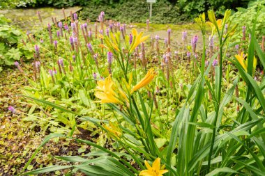 Saint Gallen, Switzerland, June 23, 2024 Hemerocallis Dumortieri plant at the botanical garden clipart