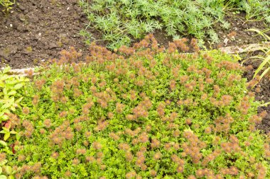 Saint Gallen, İsviçre, 23 Haziran 2024 Acaena Fissistipula bitkisi botanik bahçesinde.