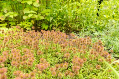 Saint Gallen, Switzerland, June 23, 2024 Acaena Fissistipula plant at the botanical garden clipart